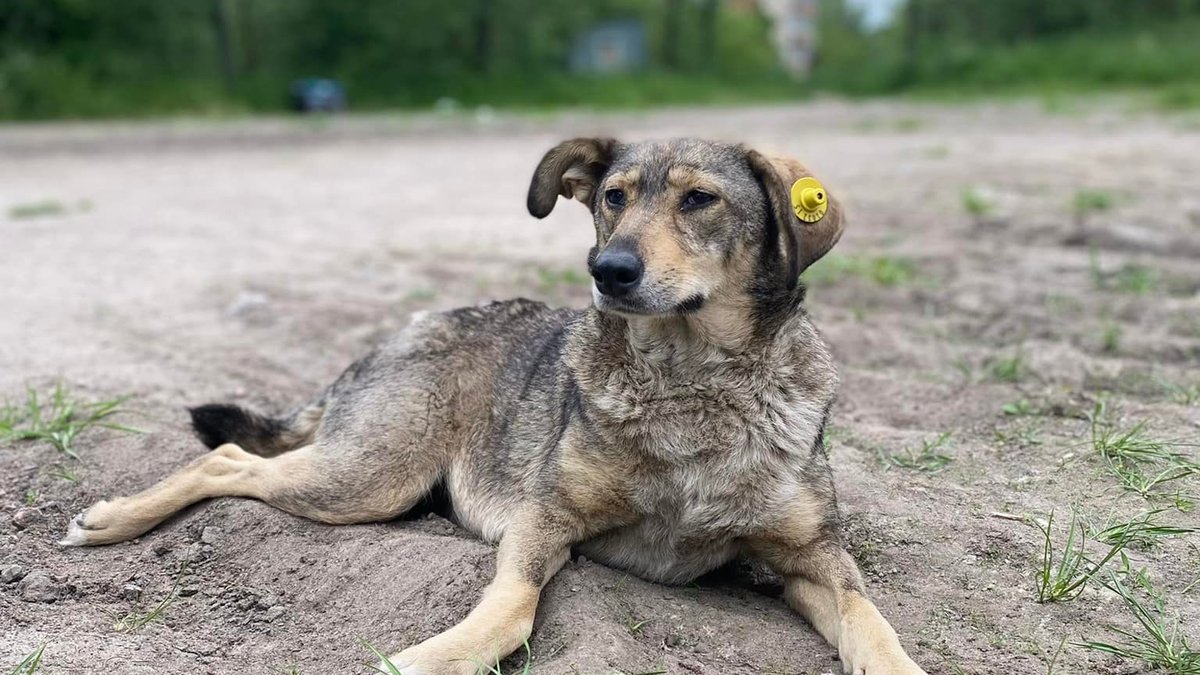 Maszka - bohaterski pies, który znajdował ludzi uwięzionych pod gruzami w Borodiance