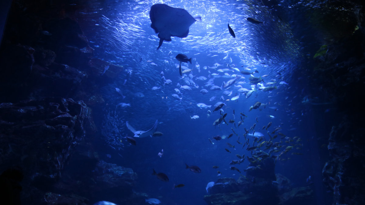 Seabed