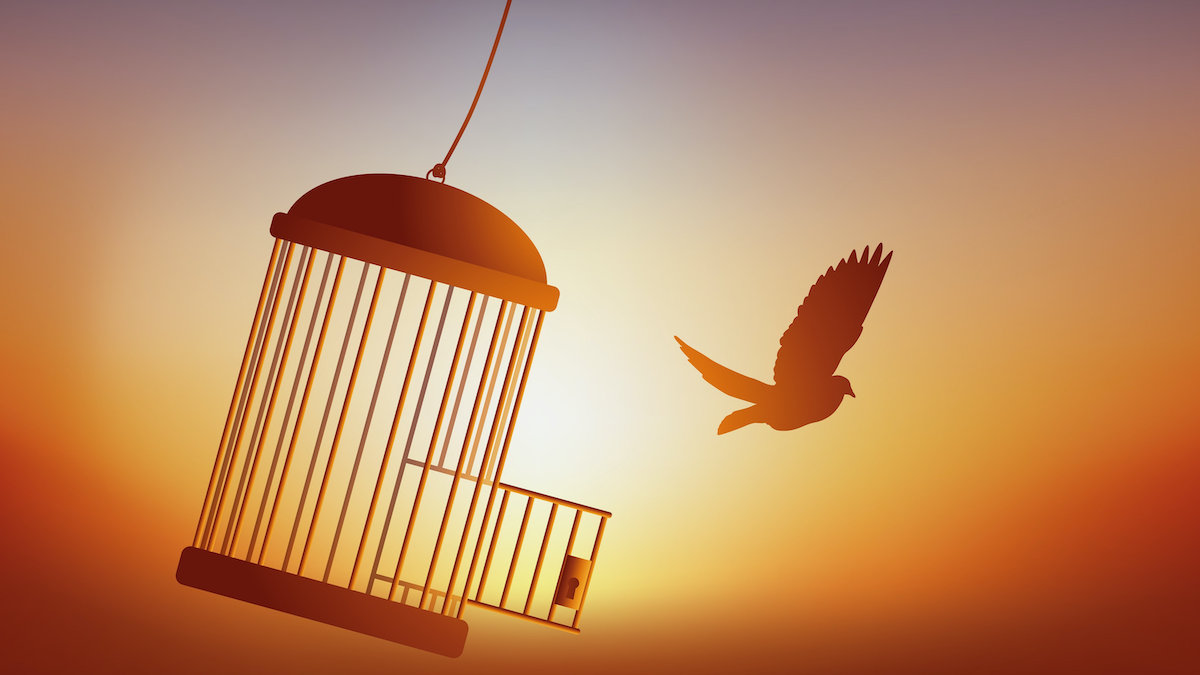 bird flying out of cage death