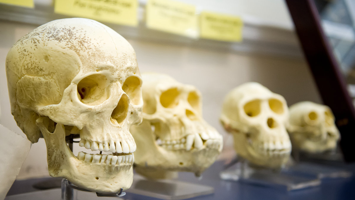 Skulls evolution