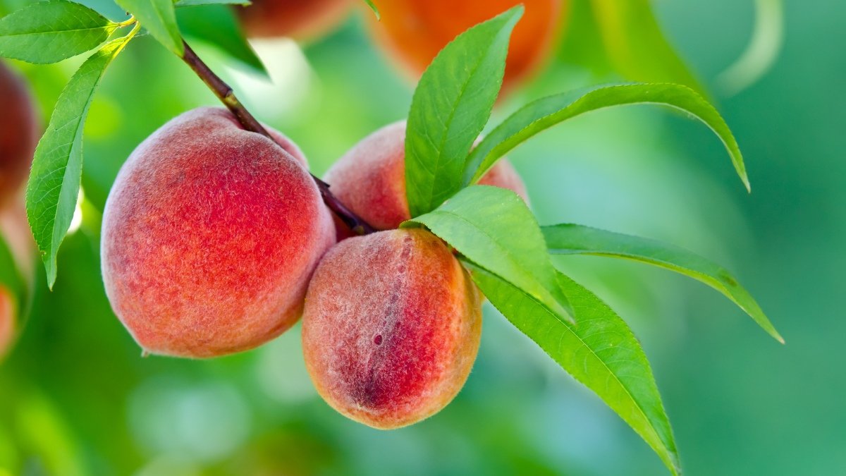fruit_111370184