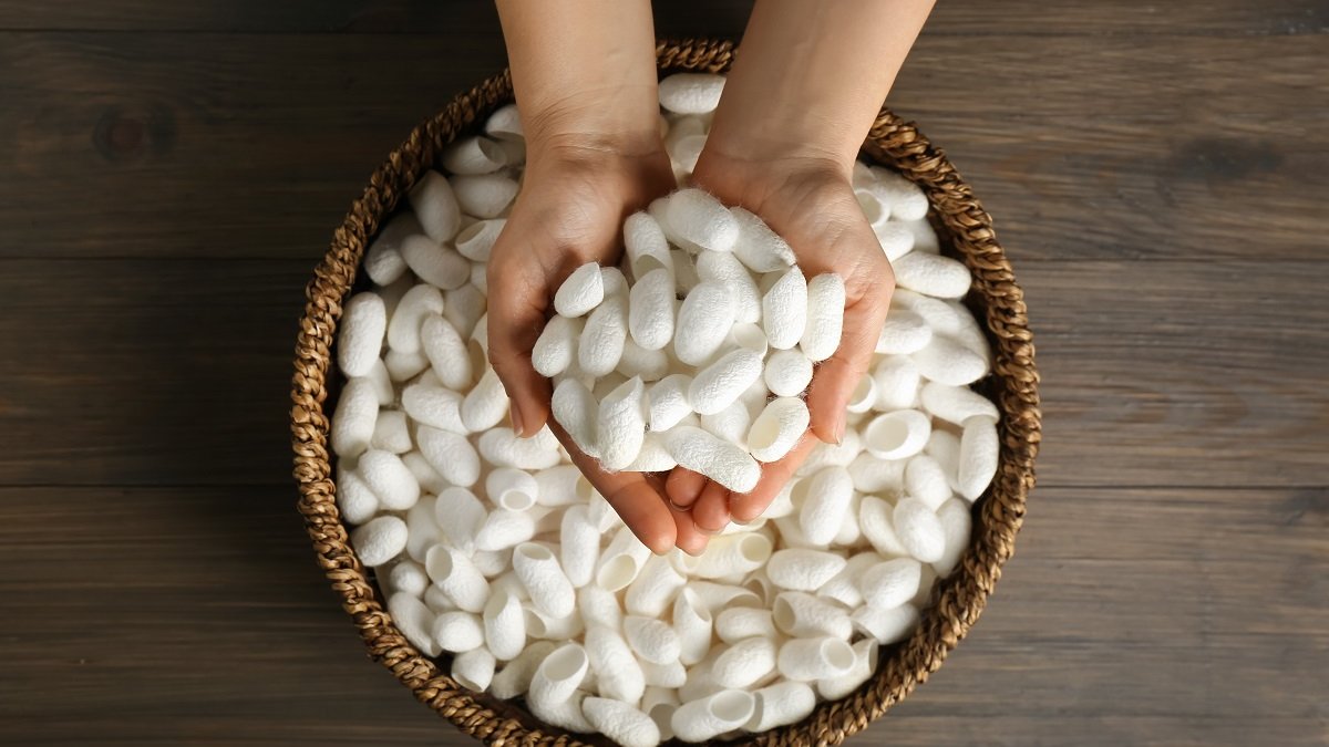 Silk Cocoon