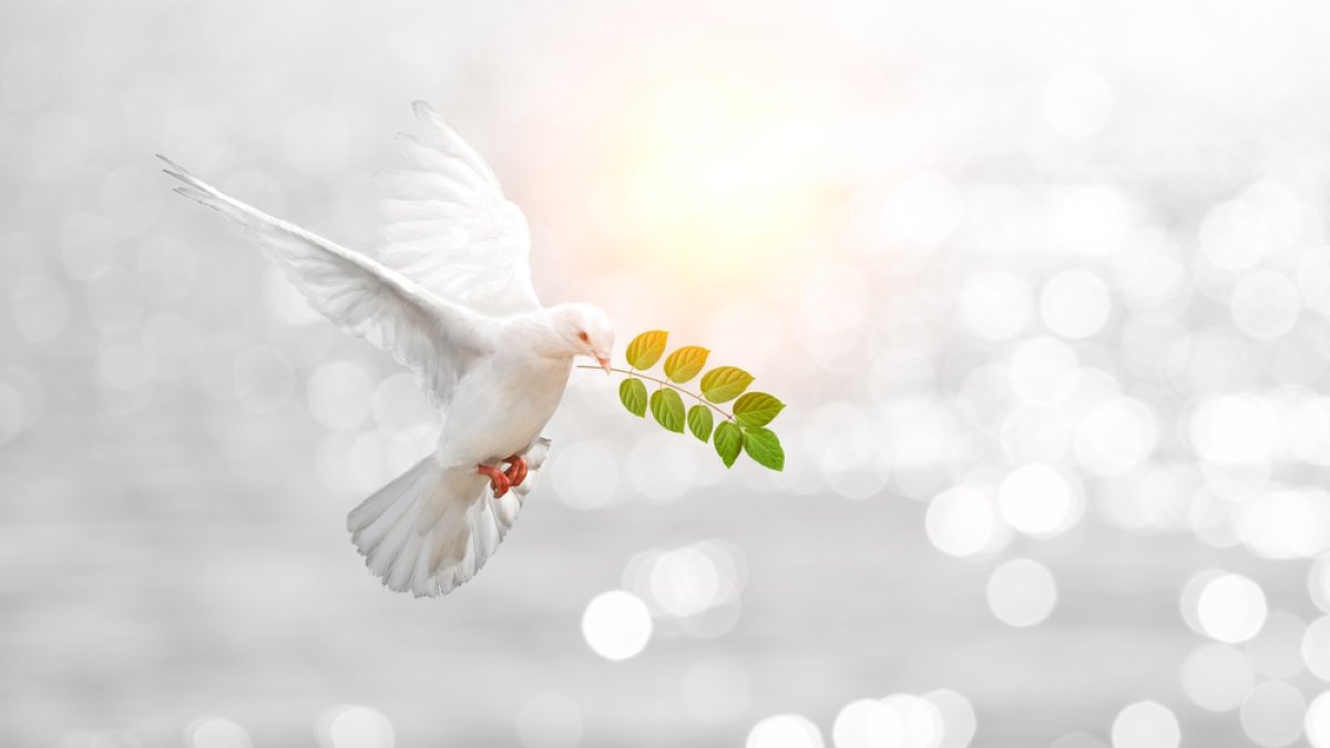 Dove carrying leaf branch and international day of peace