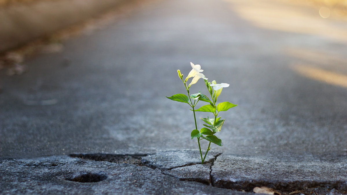 FLOWER-STREET-shutterstock_542561857
