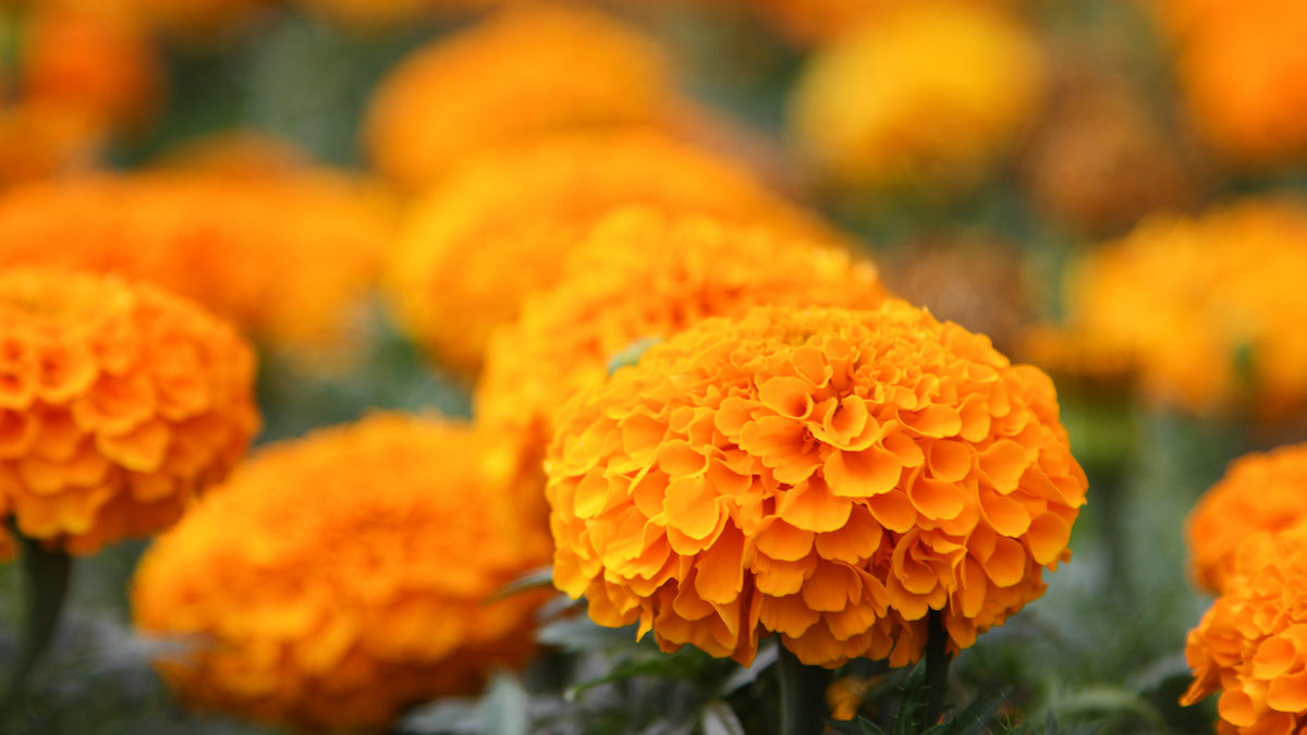 Cempasúchil-Flower-Nature