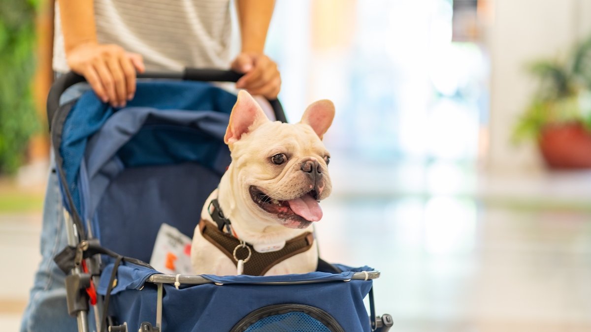 cachorro no carrinho