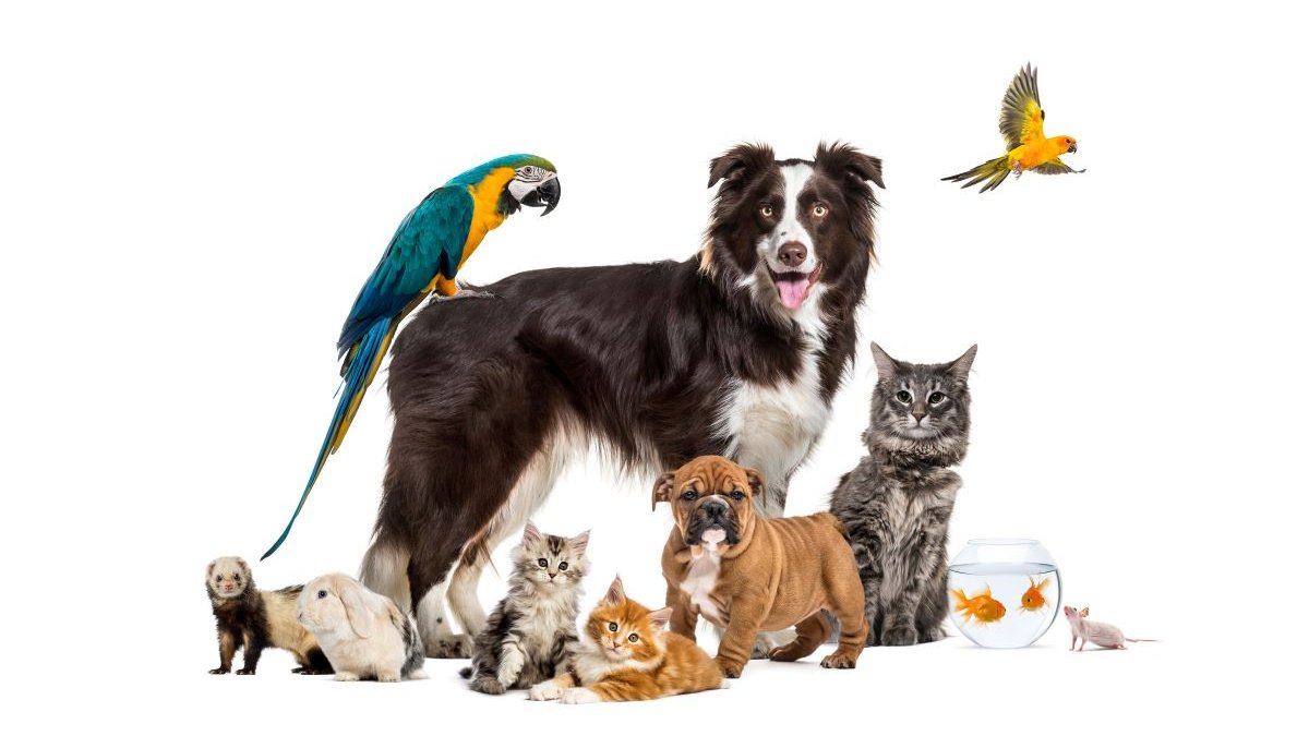 Grupo-de-mascotas-posando-shutterstock_1762836920.jpg