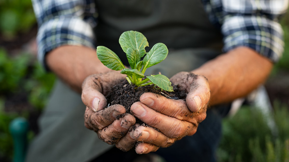 Mains-homme-jardinage-terre.jpg