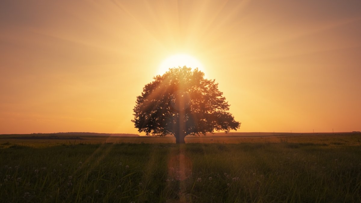 magical sunrise with tree