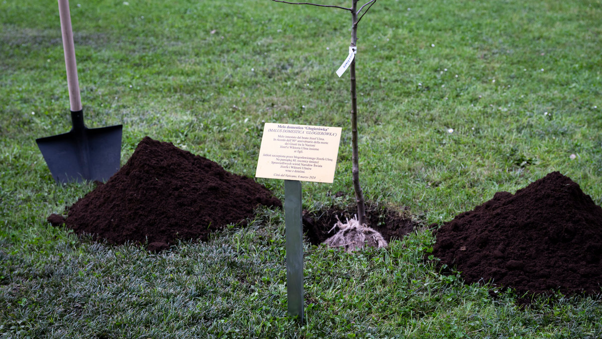 in the Vatican Gardens, a Grafted Apple Tree by the blessed Józef Ulma.