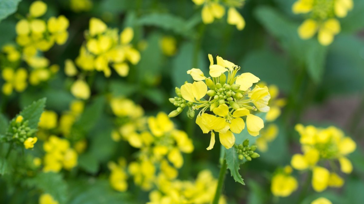 FLEUR-MOUTARDE-shutterstock_2163210687.jpg