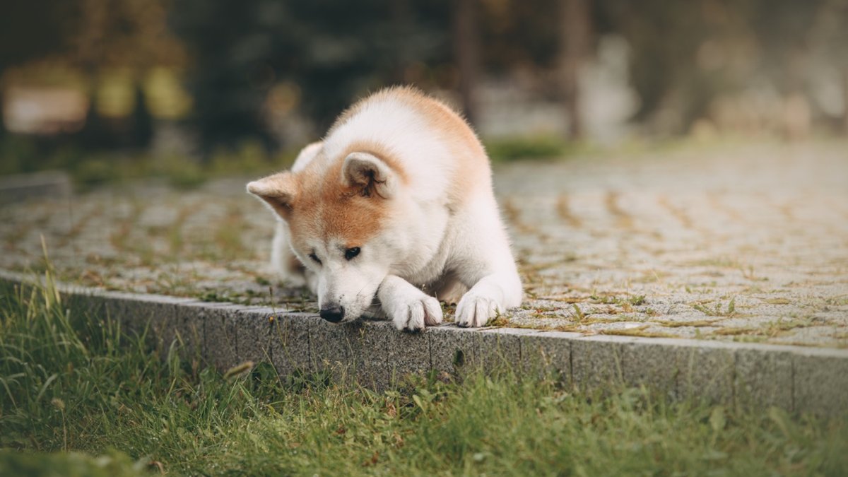 Pies akita