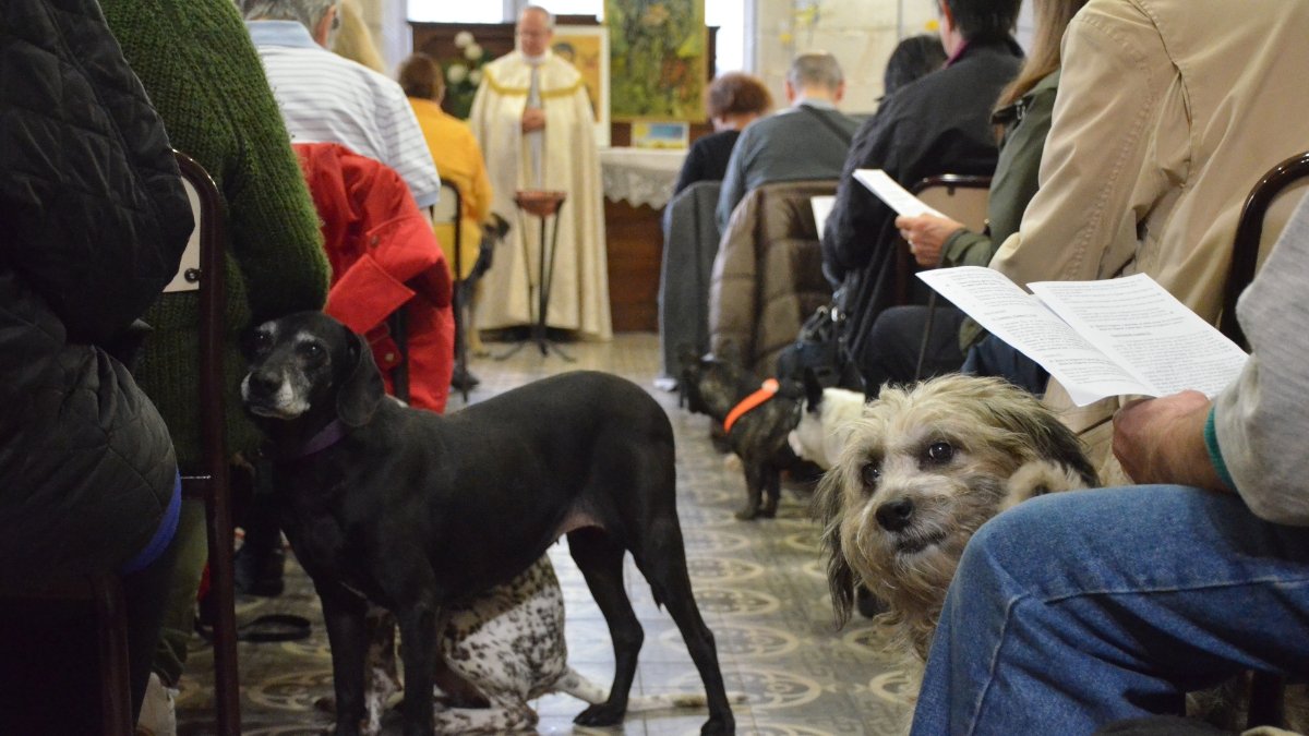 animaux-benediction.jpg