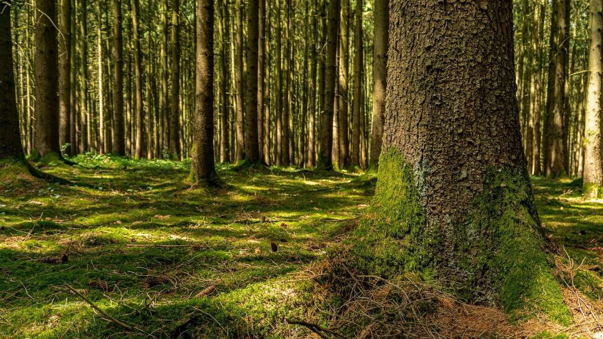 forest