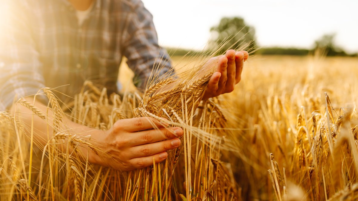 AGRICULTEUR-CHAMP-BLE-MOISSON-shutterstock