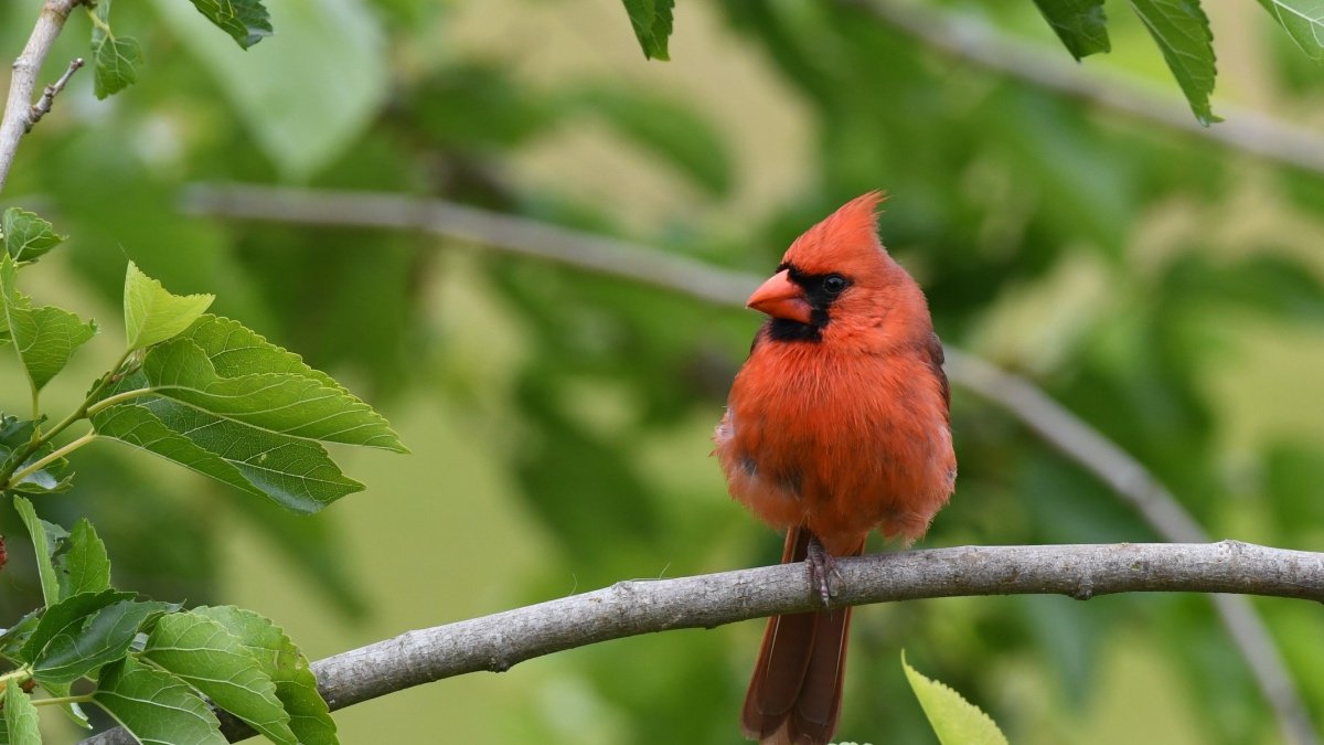 Cardinal oiseau