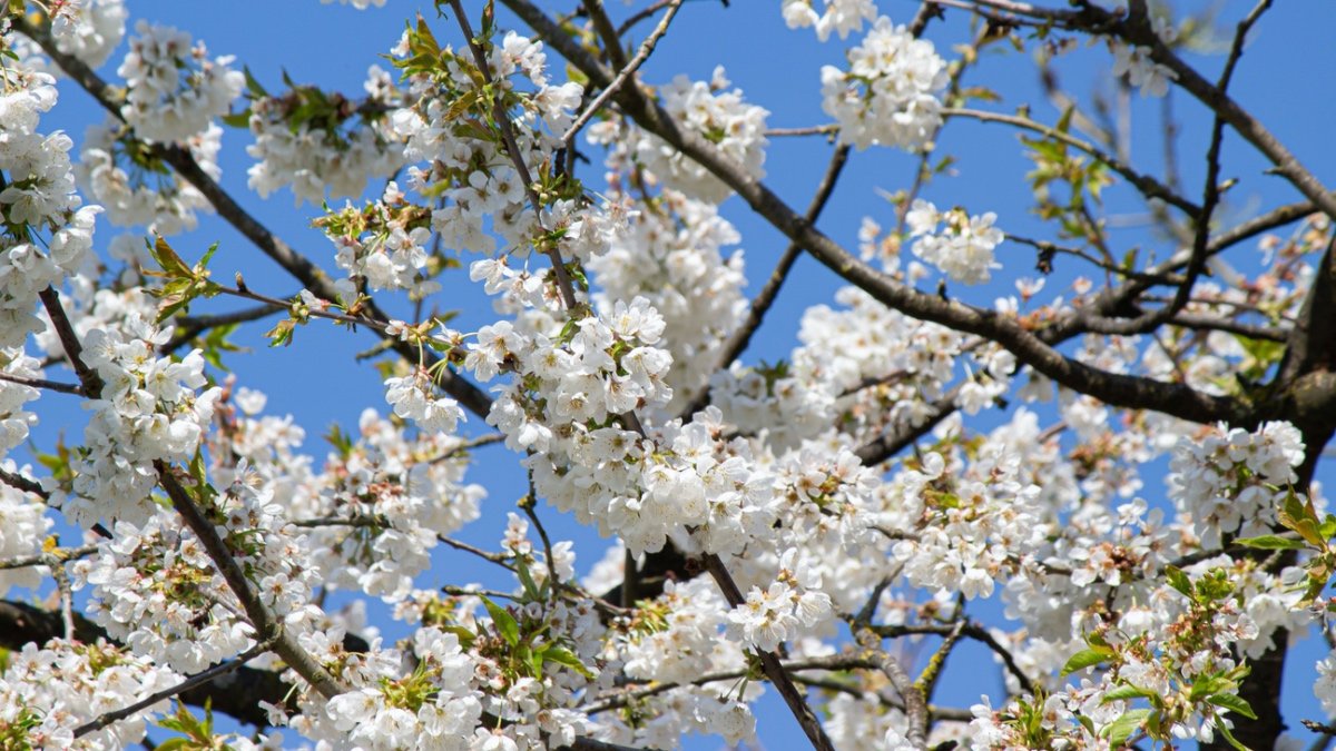 flower tree