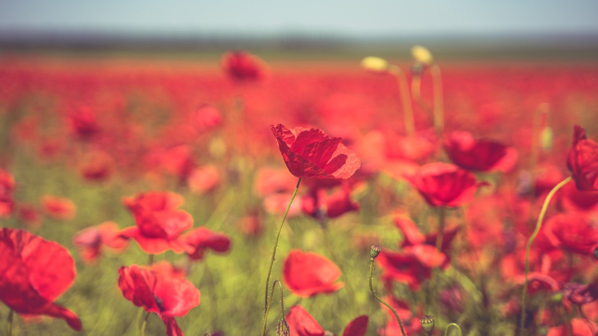 shutterstock_2175477651.jpeg