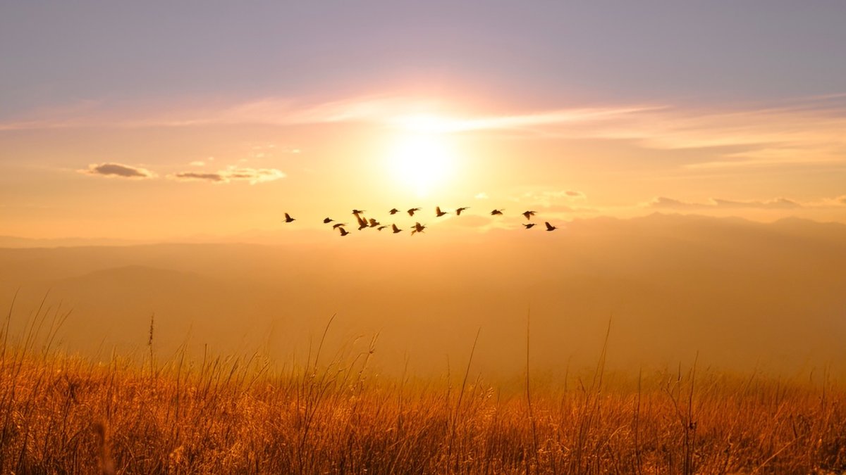 shutterstock_2562517539-Duzy.jpeg