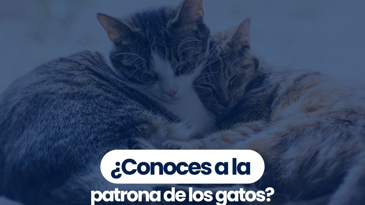 ¿Conoces a la patrona de los gatos?