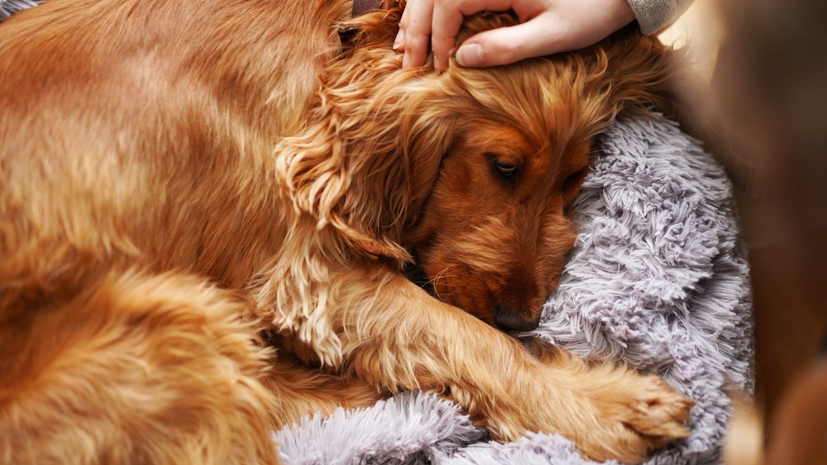 sick dog