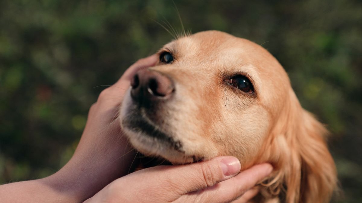 dog-pet