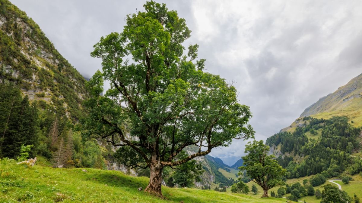 Le sycomore, arbre biblique d’une conversion inattendue