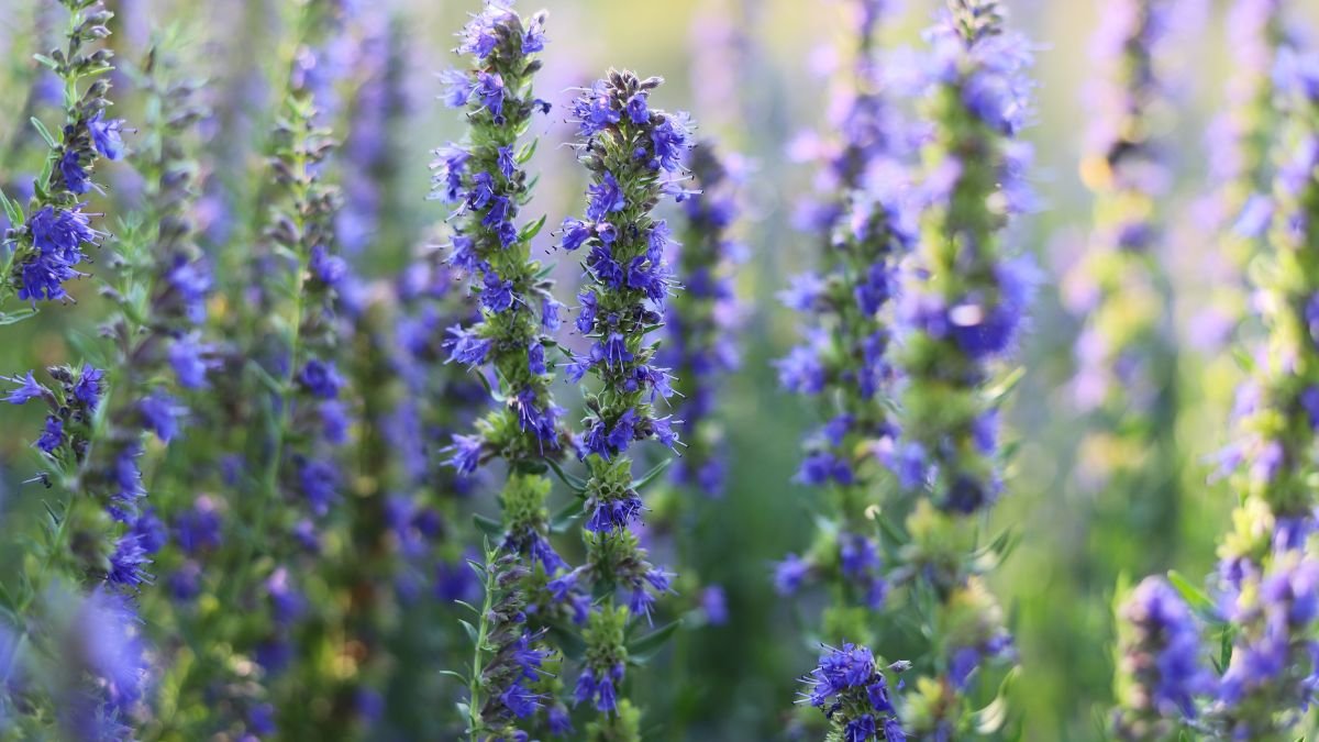 hysope-plante-bible-shutterstock
