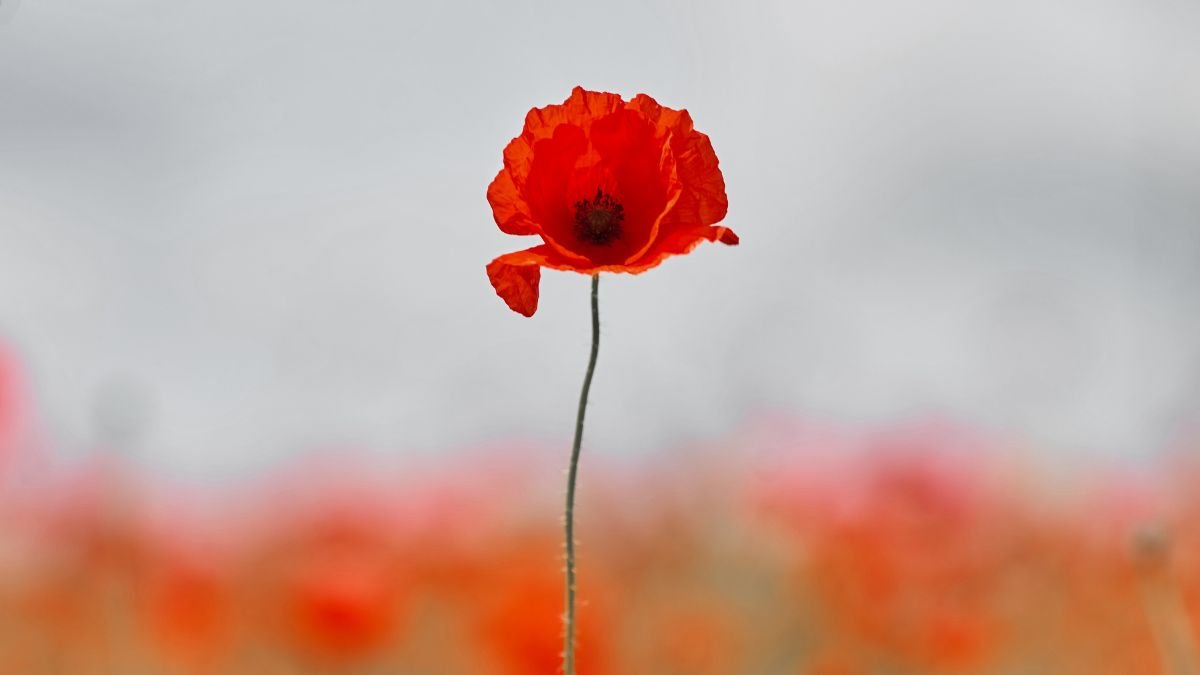 COQUELICOT.jpg