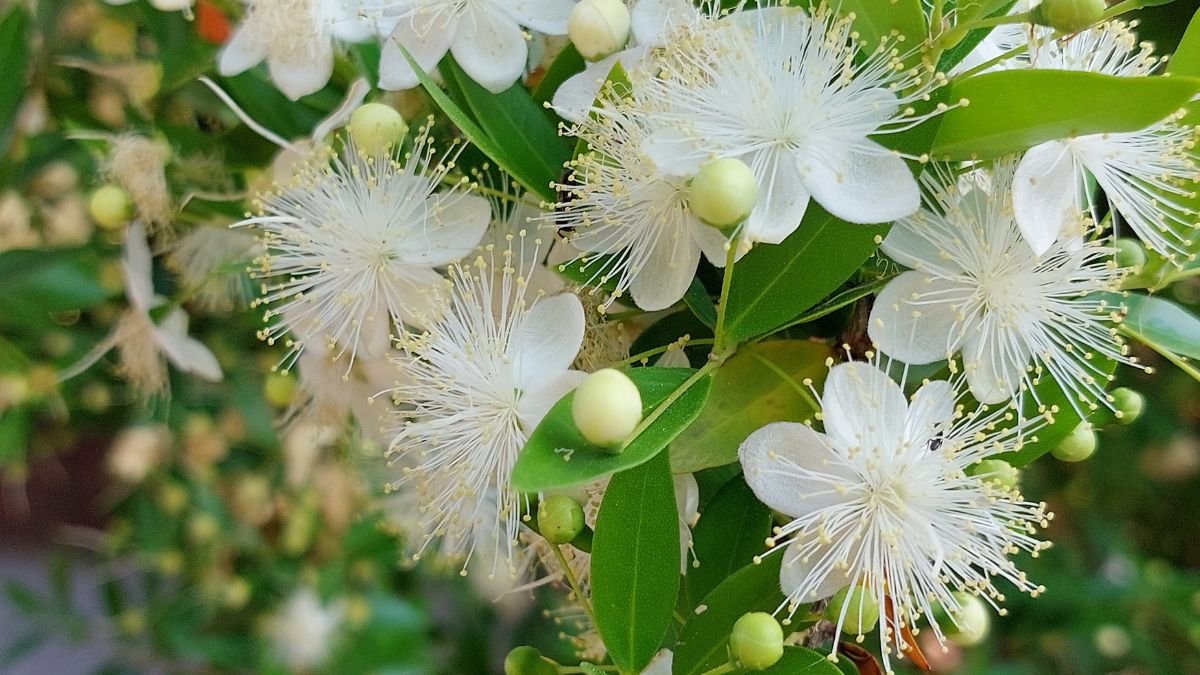 Fleurs-de-myrte-blanche