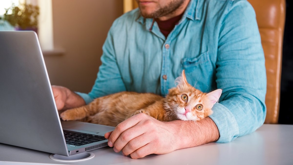 work-home-cat.jpg