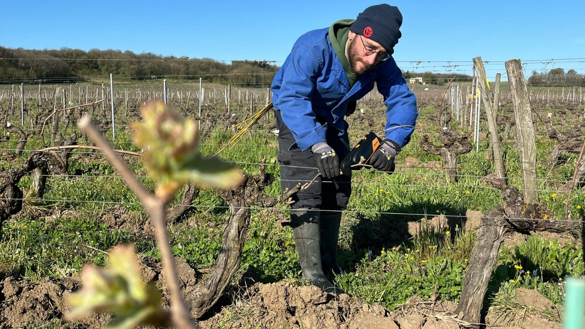 THEOPHANE-LEROUX-VIGNES.jpg