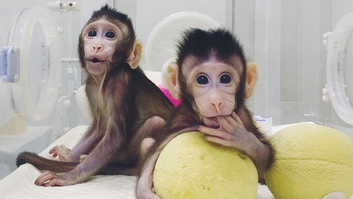 MONKEYS