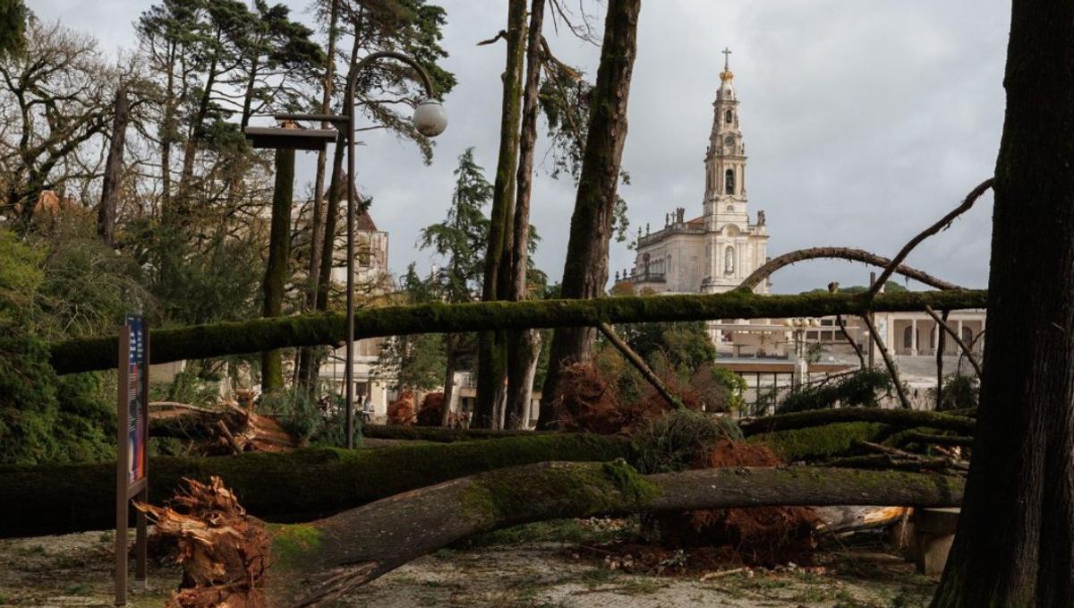 Arbres déracinés au sanctuaire de Notre-Dame de Fatima fin janvier 2026 après le passage de la tempête Kristin au centre du Portugal.