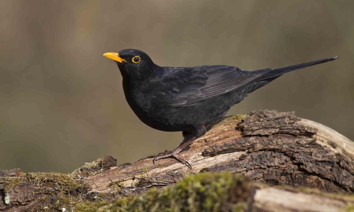 cinq-oiseaux-qui-peuplent-la-symbolique-chretienne-6284