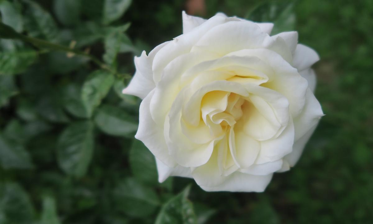Quelles fleurs offrir à la Vierge Marie