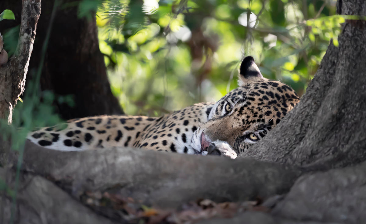 AMAZONIA