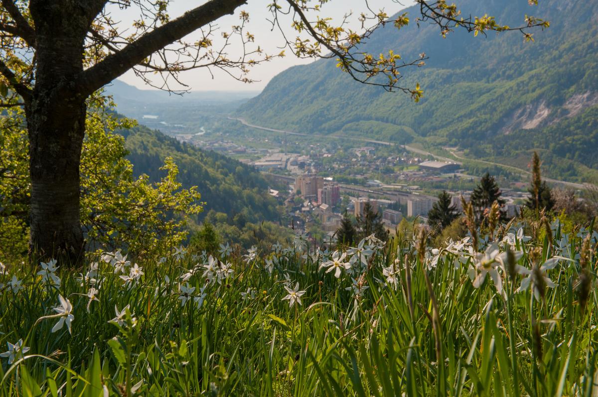 Jesenice narcise; PR Združenje zgodovinskih mest Slovenije