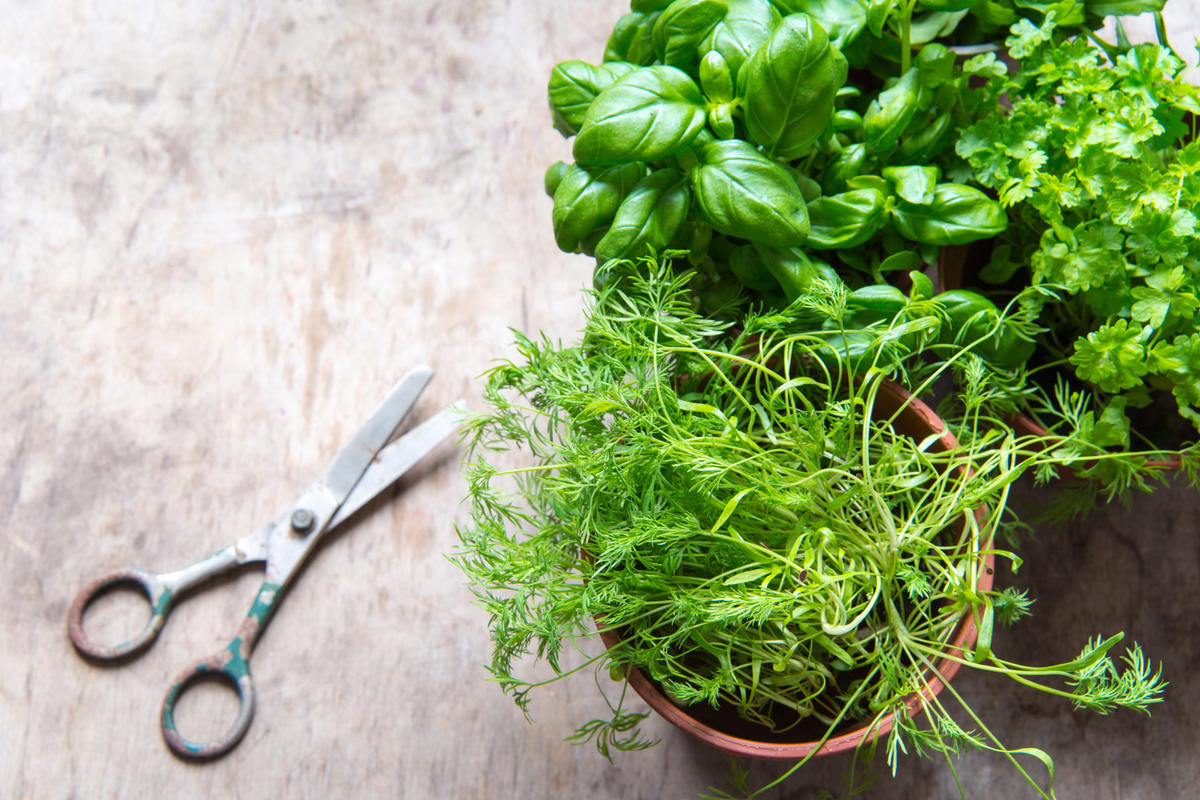 Plantes aromatiques