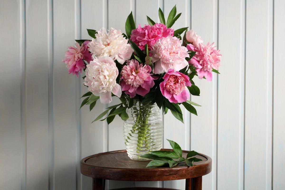 pink-peony