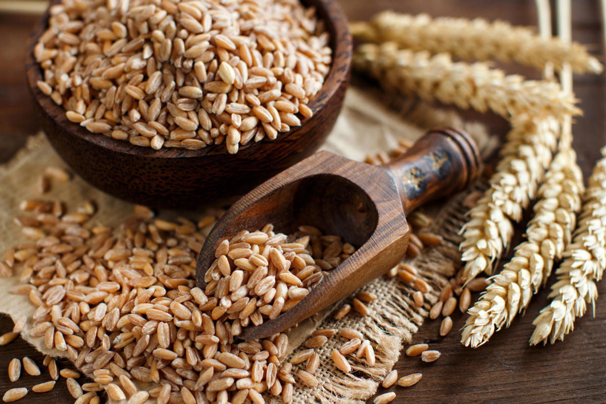 GRAIN SPELT