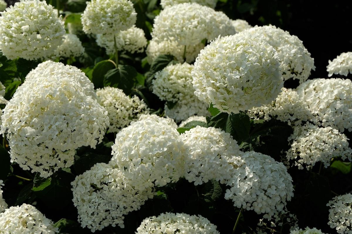 white flower hydrangea