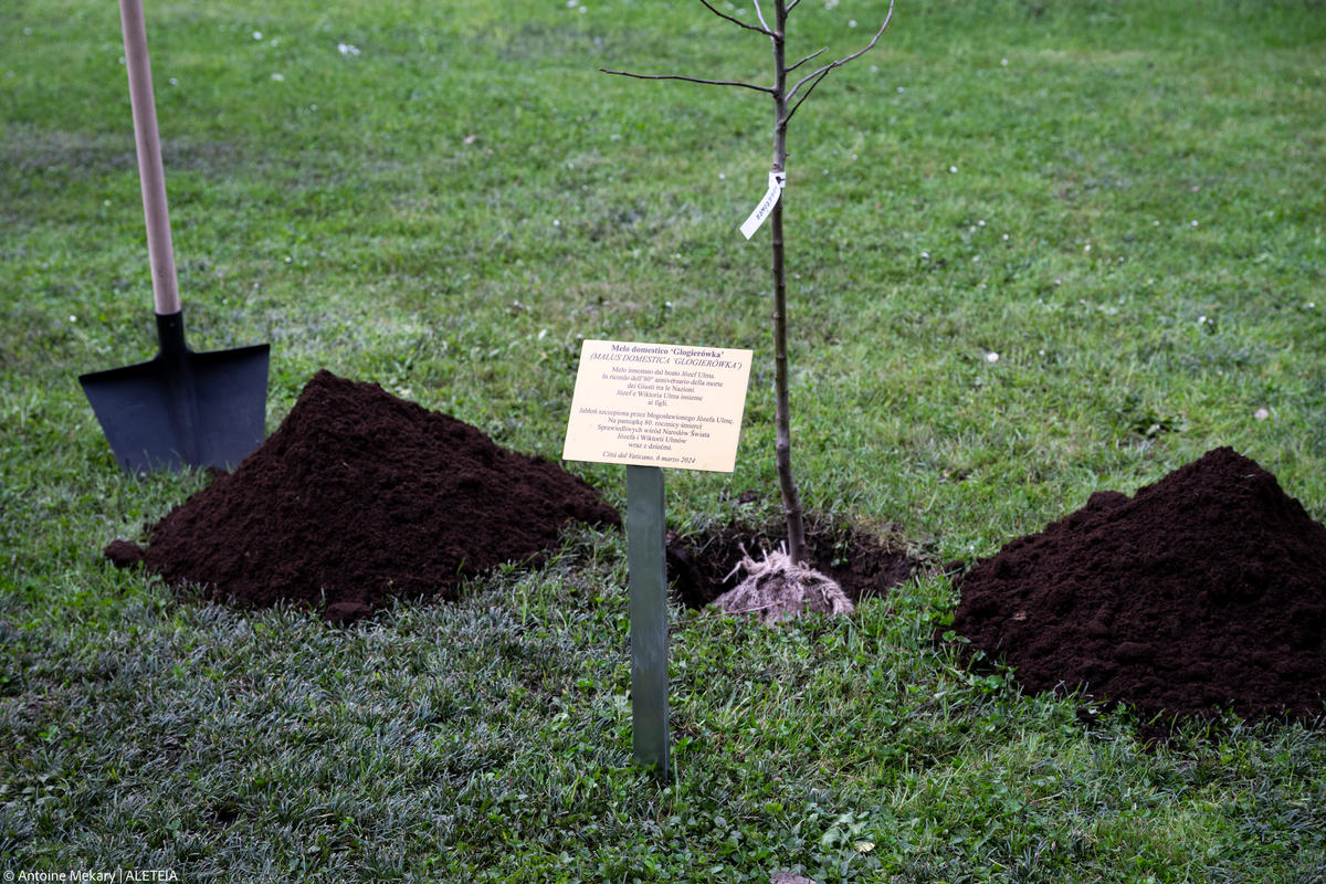 in the Vatican Gardens, a Grafted Apple Tree by the blessed Józef Ulma.