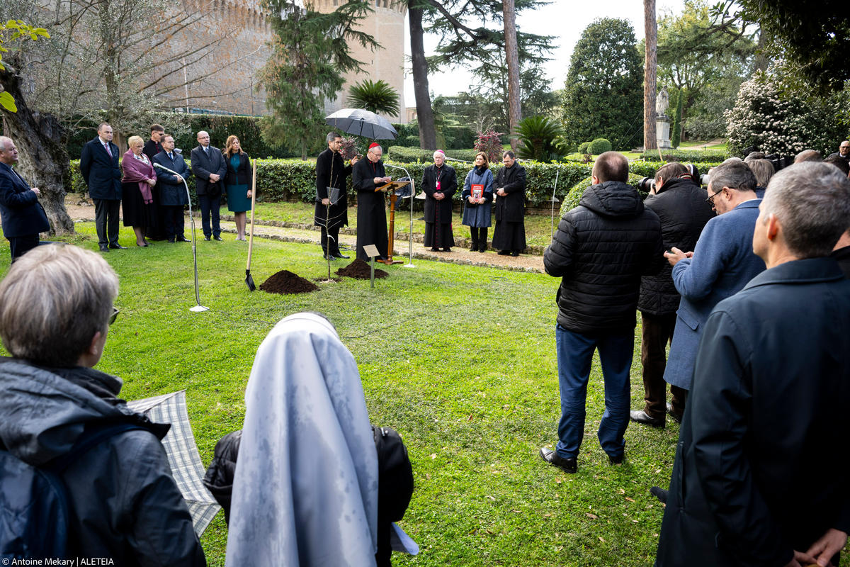in the Vatican Gardens, a Grafted Apple Tree by the blessed Józef Ulma.