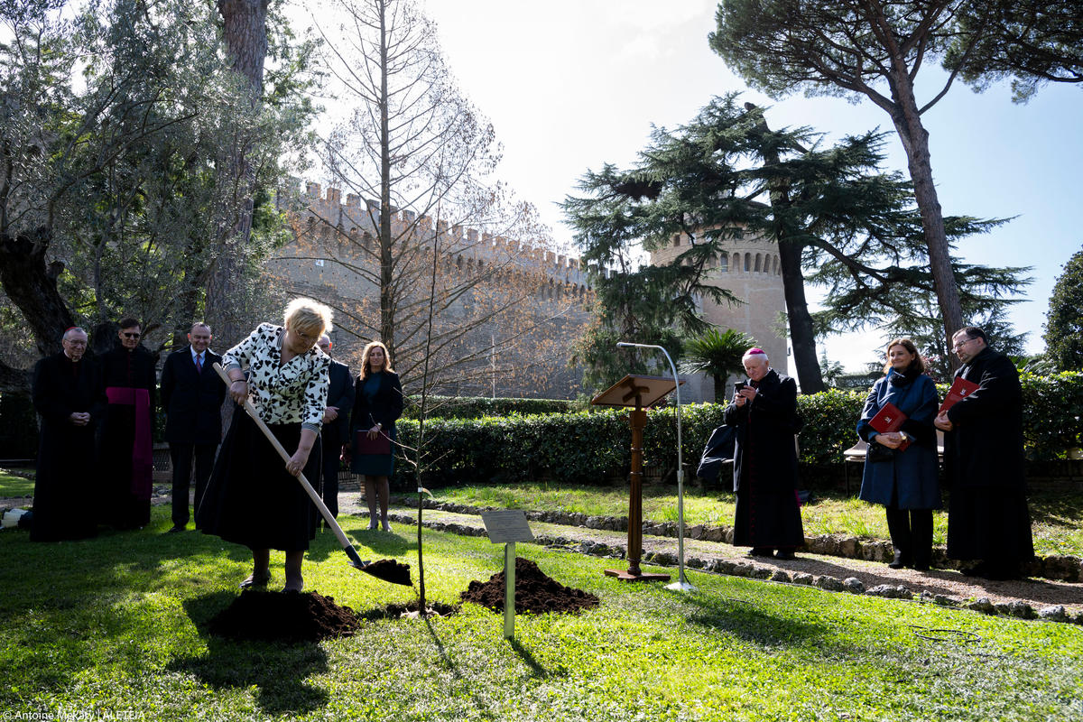 in the Vatican Gardens, a Grafted Apple Tree by the blessed Józef Ulma.