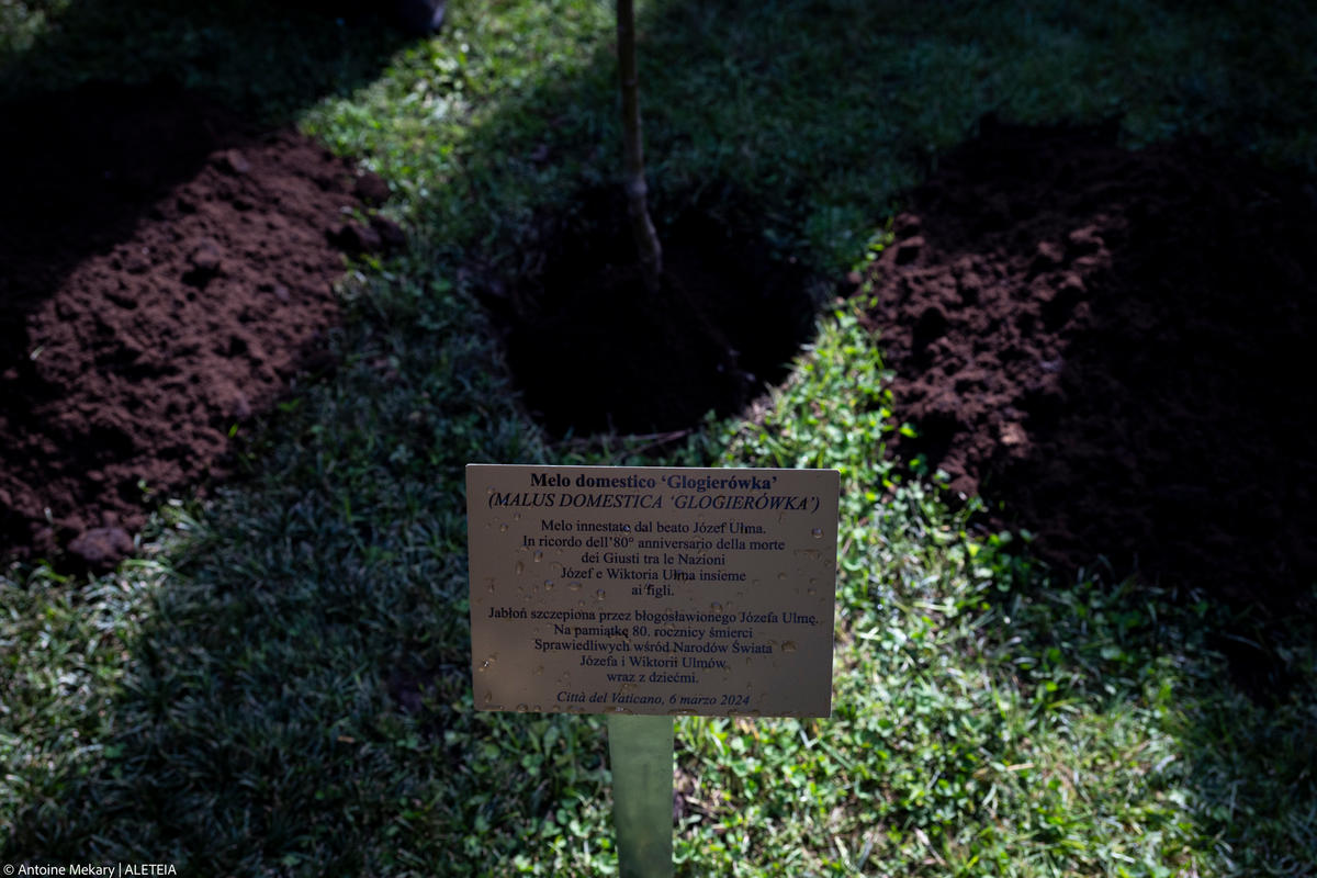 in the Vatican Gardens, a Grafted Apple Tree by the blessed Józef Ulma.