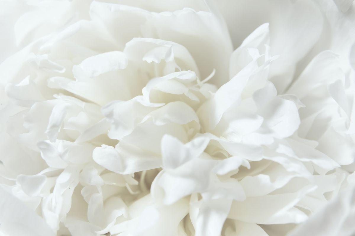 Pantone Blanco