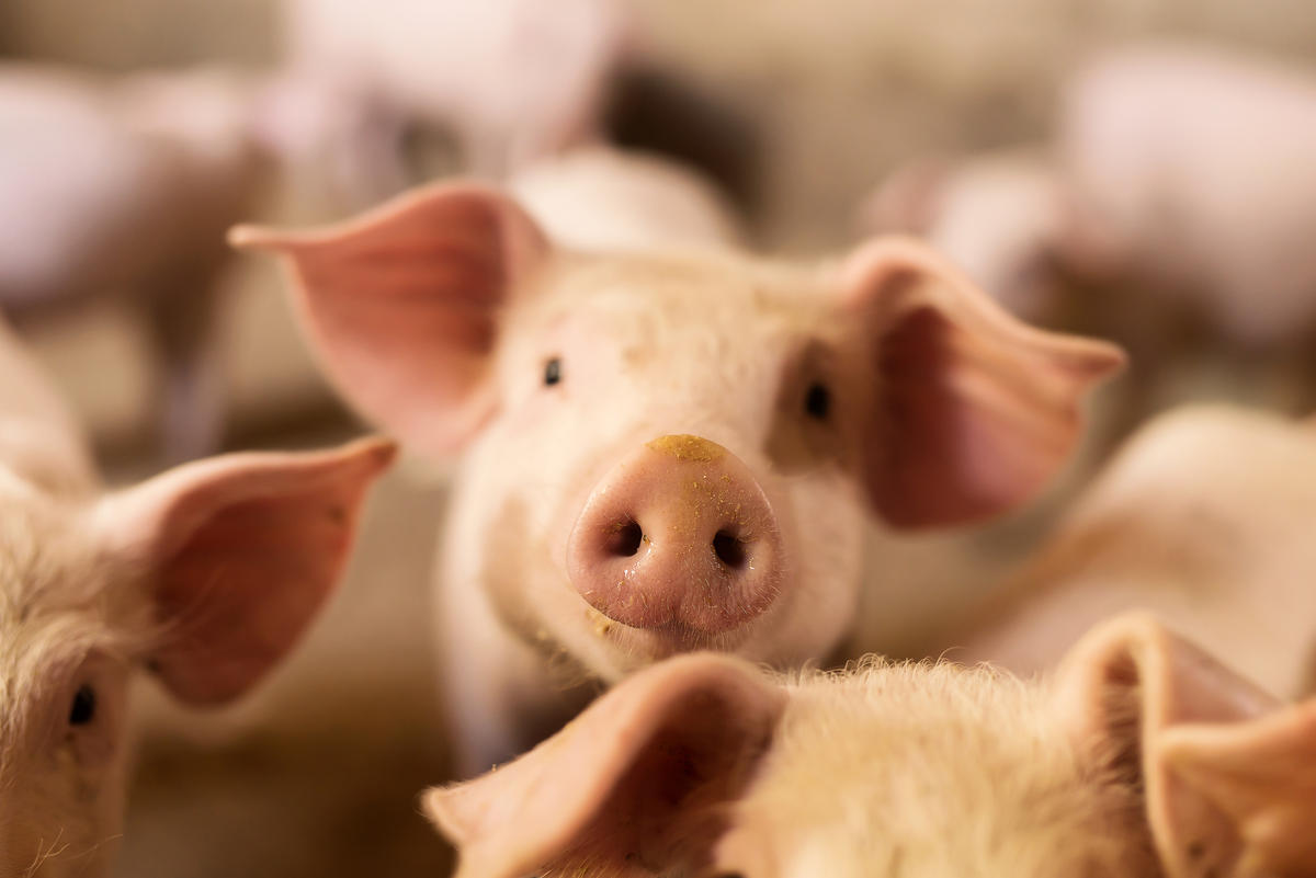 PIG