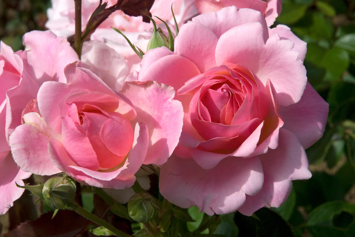 ROSES