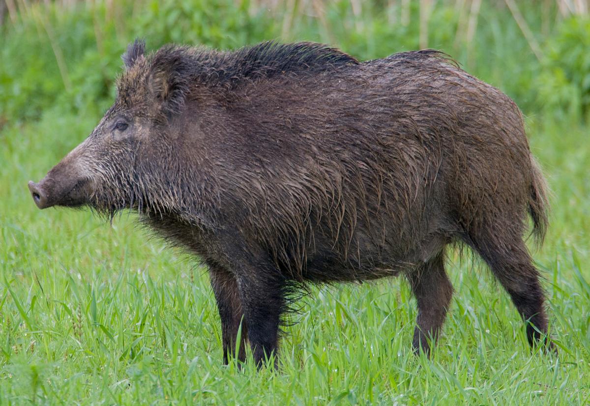 ŚWIĘCI I ZWIERZĘTA